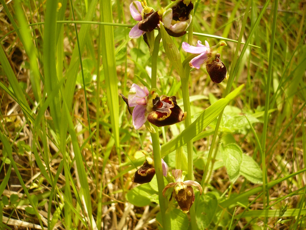 Ophrys fuciflora subsp. fuciflora (Orchidaceae)
